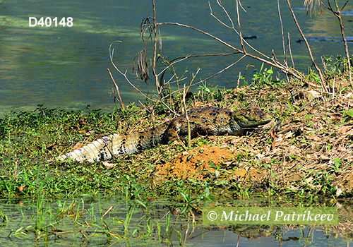 Caiman latirostris